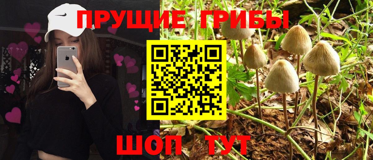 Псилоцибиновые грибы Psilocybe Ишим